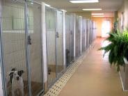 adoption kennels