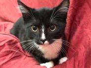 Tux
