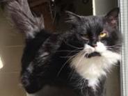 Sylvester