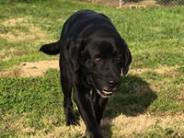 Rosco